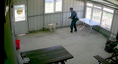 Köy kahvesinde bakılan köpeği bastonuyla darbetti; o anlar kamerada