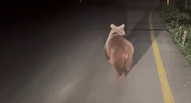 Köy yolunda koşan ayı kamerada