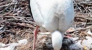 Köyü terk etmeyen 2 leylek, Anneler Günü'nde 'anne' oldu