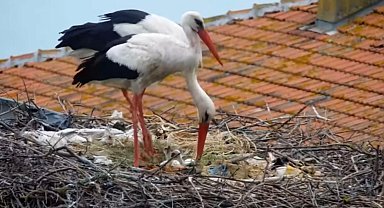 Kuluçkaya yatan Yaren leyleğin 2 yavrusu yumurtadan çıktı