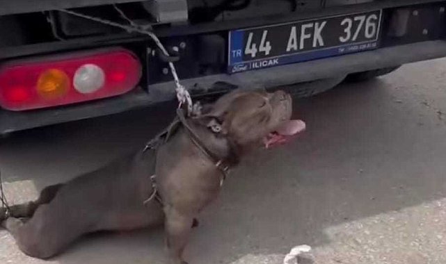 Malatya'da pitbull cinsi köpeğin saldırısına uğrayan kadın yaralandı