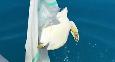 Misina ve çuvala dolanan yavru deniz kaplumbağasını balıkçılar kurtardı