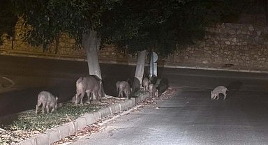 Muğla'da yaban domuzlarıyla mücadele kararı