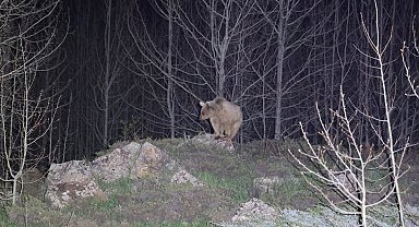 Nemrut'ta kış uykusundan uyanan ayılar bu yıl ilk kez görüntülendi