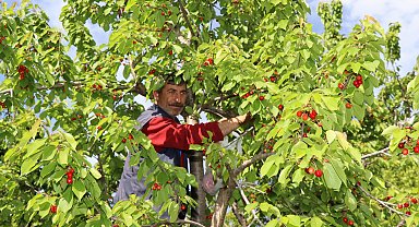 Oltu'da 'misafir kirazı'nda hasat zamanı