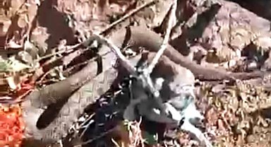 Prof. Dr. Aslan: Yılanlar ekosistemin vazgeçilmez öğeleri