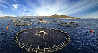 Prof. Dr. Dinçer: Kültür balıkları en güvenilir gıdalar arasında