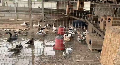 Sakarya'da 102 egzotik hayvan ile 5 dondurulmuş hayvan ele geçirildi; 1 gözaltı