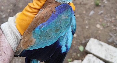 Sırbistan'da halkalanan gökkuzgun Denizli'de yaralı bulundu