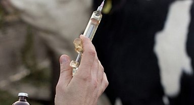 Tayland'da şarbon kaynaklı ilk ölüm bildirildi