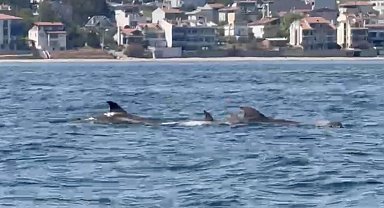 Tekirdağ açıklarında yunuslar görüntülendi