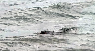 Tekirdağ kıyılarında su samuru görüntülendi