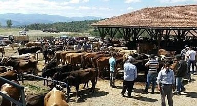 Tosya'da 'şap' karantinası
