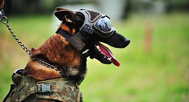 TSK'nın 'kahraman köpekleri', 2 yıl boyunca 8 farklı branşta eğitiliyor