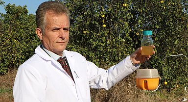 Türkiye'ye 3 milyar dolar zararı olan Akdeniz meyve sineğine karşı biyolojik ilaç geliştirildi