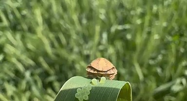 Üreticiye en çok zararı veren sünenin yumurtlama anı kamerada
