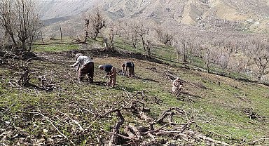 Üzüm bağlarında imece usulü budama