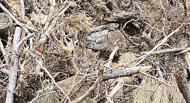 Vaşak ve yavruları görüntülendi