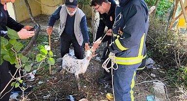 Yalova'da itfaiye ekiplerinin keçi kurtarma operasyonu kamerada