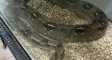 Yasa dışı egzotik hayvan bulunduran şüphelilere 472 bin TL ceza