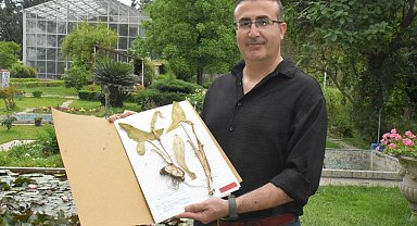 Yeni keşfedilen bitki türü 'Milleyha tirşiği' risk altında