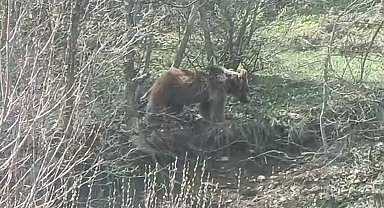 Yiyecek arayan ayı kamerada