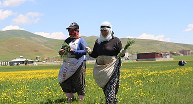 Yüksekova'da kadınların pancar otu toplama mesaisi başladı