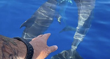 Yunuslar balıkçı teknesine eşlik ederken görüntülendi