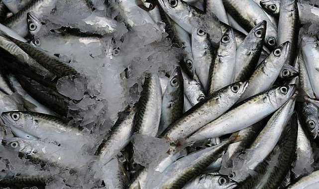 Yaşlanmayı geciktiren lezzet: Sardalya! Kuzey Ege'nin lezzet mirası, cilt, saç ve tırnak sağlığına doğal destek...